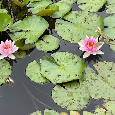 Domaine Des Loches **** Tatil Evi Mazerny