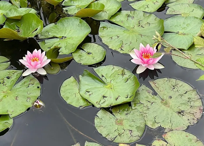 Domaine Des Loches **** Vakantiehuis Mazerny