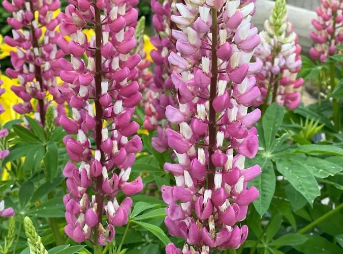 Domaine Des Loches **** Mazerny